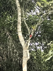 Trogon mesurus