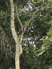 Trogon mesurus