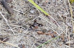 Exoprosopa caliptera