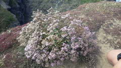 Limonium ovalifolium