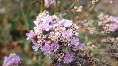 Limonium ovalifolium