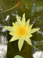 Nymphaea mexicana