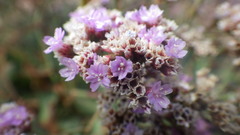 Limonium ovalifolium