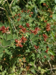 Dorycnium