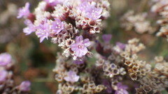 Limonium ovalifolium