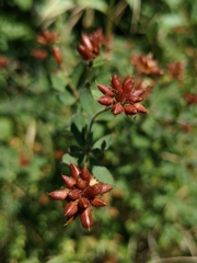 Dorycnium