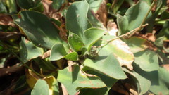 Limonium ovalifolium