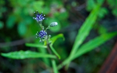 Saussurea angustifolia