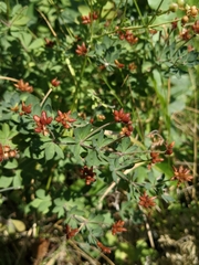 Dorycnium