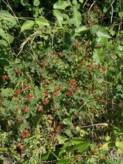 Dorycnium