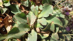 Limonium ovalifolium