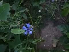 Centaurea cyanus
