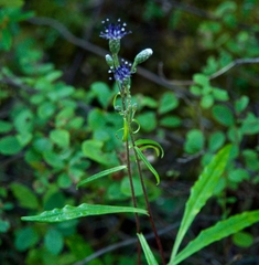Saussurea angustifolia