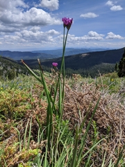 Allium brevistylum
