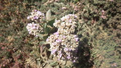 Limonium ovalifolium