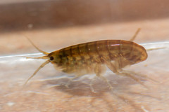 Hyalella chiloensis