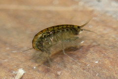 Hyalella chiloensis