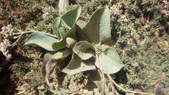 Limonium ovalifolium