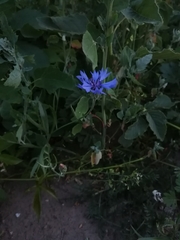 Centaurea cyanus