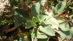 Limonium ovalifolium