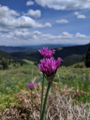 Allium brevistylum