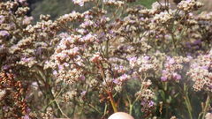 Limonium ovalifolium