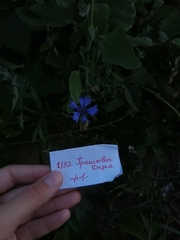Centaurea cyanus
