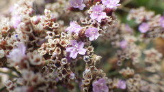 Limonium ovalifolium