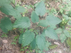 Dioscorea villosa
