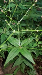 Galium latifolium
