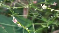 Galium latifolium