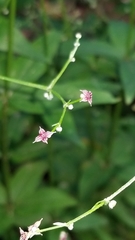 Galium latifolium