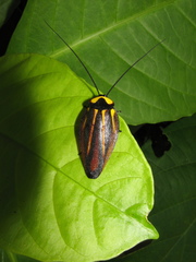Rochaina mexicana