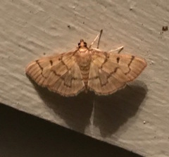 Herpetogramma theseusalis