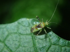 Phytocoris tibialis