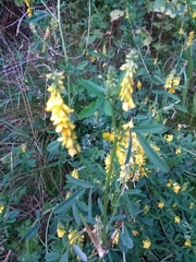 Melilotus officinalis