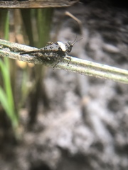 Paratettix mexicanus