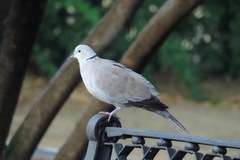 Streptopelia decaocto