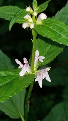 Stachys latidens