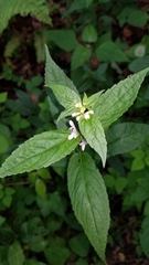 Stachys latidens