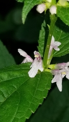 Stachys latidens