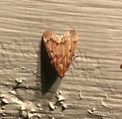 Aglossa disciferalis