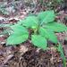 Five-leaved Jack-in-the-Pulpit - Photo (c) Paul Orr, some rights reserved (CC BY-NC-ND), uploaded by Paul Orr