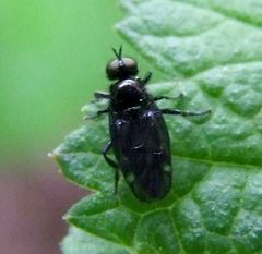 Berisina maculipennis