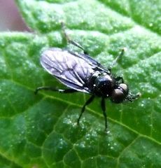 Berisina maculipennis