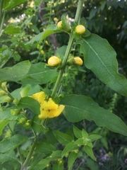 Dasistoma macrophylla