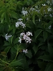 Saponaria officinalis