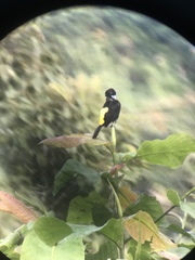 Ramphocelus flammigerus icteronotus