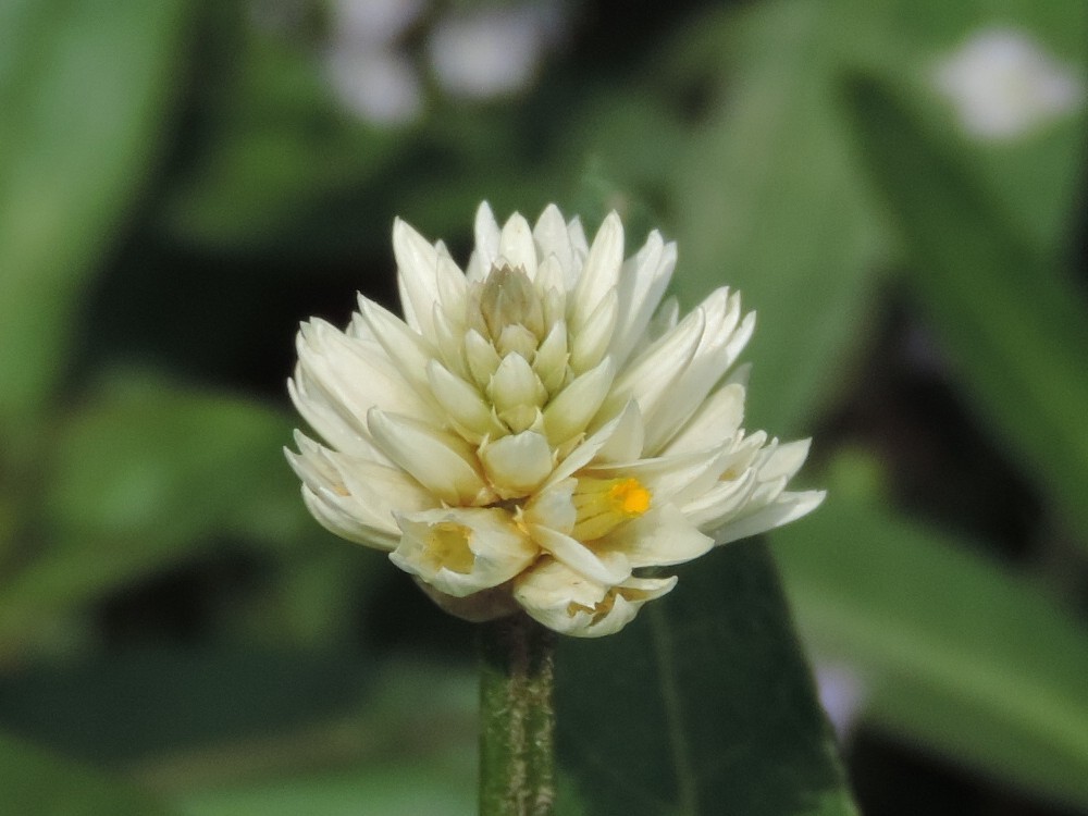 Alternanthera philoxeroides