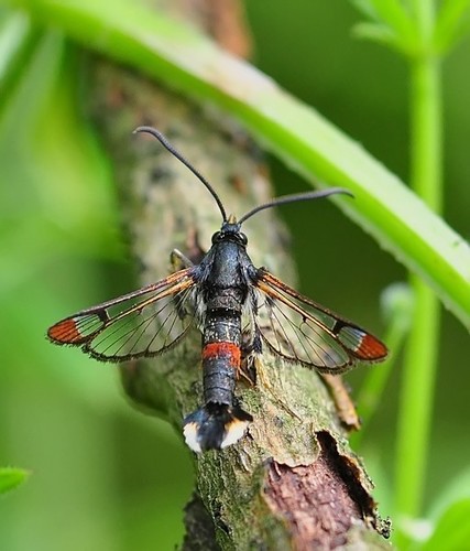 Red-tipped Clearwing Moth, photo 2 of 10